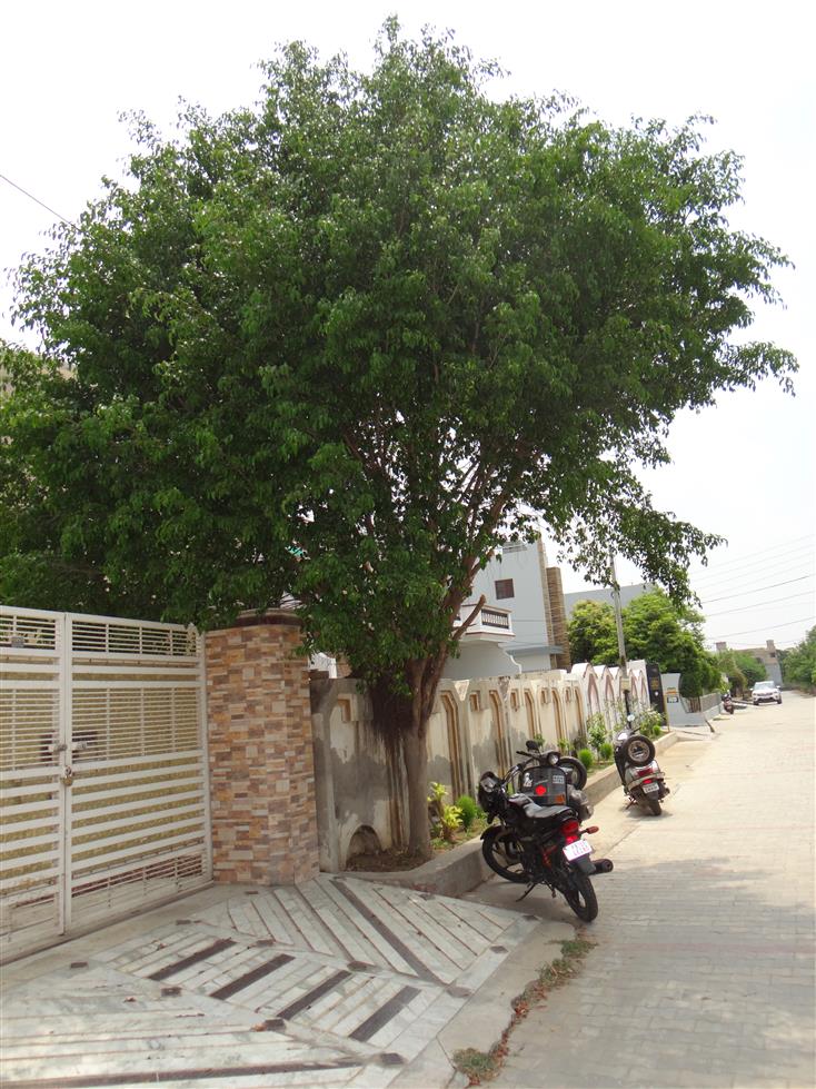 Ficus benjamina